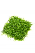 Varen/juniperus mix mat 50x50cm 